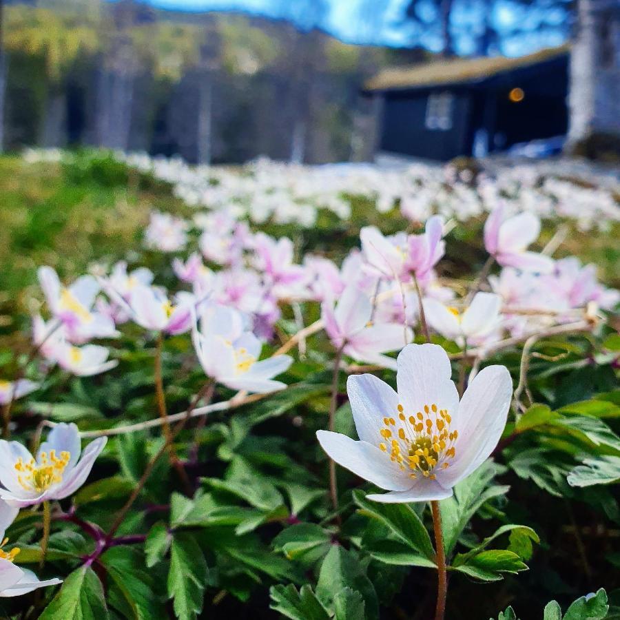 Groven Camping & Hyttegrend Amot  외부 사진